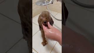 Dog care and Bath shorts puppy cuteanimals petcare petbath [upl. by Rollo]