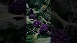 Beauty berry bush [upl. by Noiram]