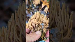 New coral mushroom video sorry about the noise natural wildmushrooms mushrooming nature wow [upl. by Aeiram488]