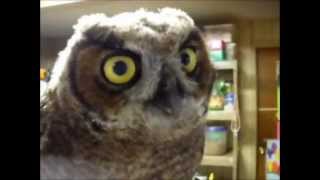 Great Horned Owl baby [upl. by Aicilaana848]