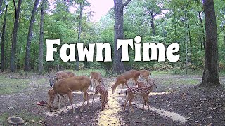 Fawns Bleating Eating And Playing [upl. by Akived]