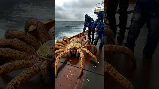 Rare sea spider spotted on boat seacreatures spider [upl. by Ellebana367]