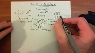 The Krebs Cycle Part 1 [upl. by Ditzel]