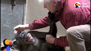 Dying Chimp Says Goodbye To Old Friend  The Dodo [upl. by Suzy]