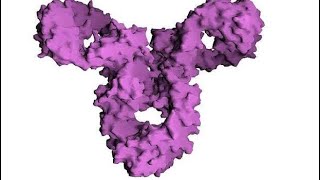 🔺 LES IMMUNOGLOBULINES  Immunologie 🧠 [upl. by Towne399]