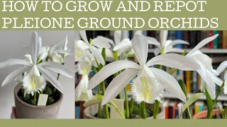 How to grow and repot Pleione formosana ground orchids [upl. by Baggott693]