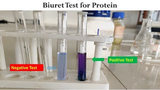 Biuret Test [upl. by Quenna63]