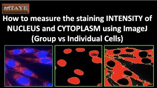 How to measure the staining INTENSITY of NUCLEUS and CYTOPLASM using ImageJ Software [upl. by Mackie]