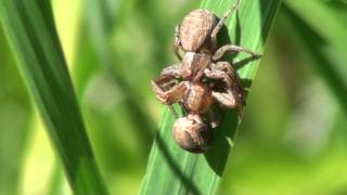 Mating Crab Spiders Thomisidae Xysticus in Romantic Embrace [upl. by Rellek]