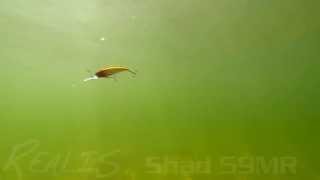 DUOs Lures in Motion 8 Realis Shad 59MR [upl. by Auric744]