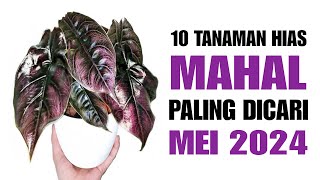 10 Tanaman Hias MAHAL Paling Dicari di Bulan MEI 2024 [upl. by Jamima260]