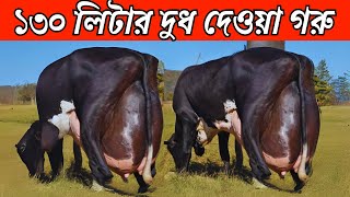 পৃথিবীর সবচেয়ে বেশি দুধ দেওয়া গাভী  High Milk Producing Cows  Holstein Friesian Cow Farming [upl. by Hutt]