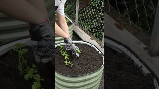 Planting celery seedlings in the hope that they will grow into delicious vegetables vegega [upl. by Flosi]