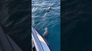 Common Bottlenose Dolphin off northeastern Taiwan [upl. by Aholla]