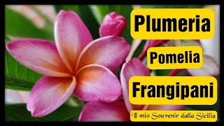 Plumeria Pomelia o Frangipaniil mio Souvenir dalla Sicilia [upl. by Lichter]