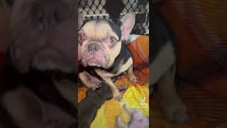 Frenchie puppies are getting ready for bed frenchies puppy [upl. by Eenerb]