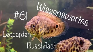 Der Leoparden Buschfisch  Wissenswertes 61 [upl. by Hcahsem]