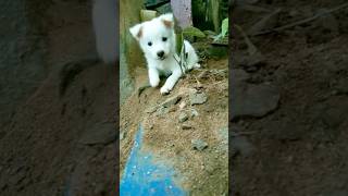 మా క్యూట్🥰కుక్క పిల్ల  pomeranian doglover cute love puppy trending shortsfeed viralvideo [upl. by Aseretairam]