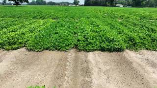 Midville GA  July 15 2024  Peanut Plots 4 [upl. by Larsen198]