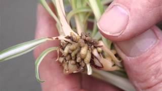 Propagating Spider Plants [upl. by Htebazileharas]