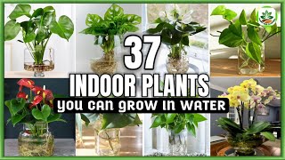 37 Indoor Plants You can grow in Water Best Indoor plants no need soil to grow Plant and Planting [upl. by Pedaiah]