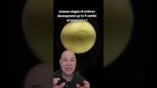 unseen stages of embryo development up to 4 weeks [upl. by Eiddet]