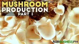 Mushroom production in the Philippines  Mushroom production Part 1 Agribusiness [upl. by Nayrbo]