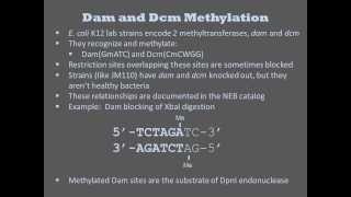 Methyltransferases [upl. by Eahsal]