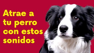 Atrae a tu perro con estos sonidos [upl. by Toinette206]