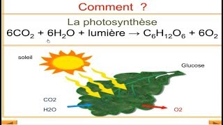 Flux de la matière et de lénergie dans lécosystème [upl. by Melleta866]