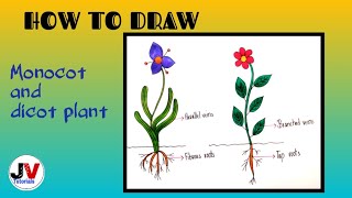 easy plant drawingmonocot and dicot plant drawingmonocot and dicot plant diagram [upl. by Soluk]