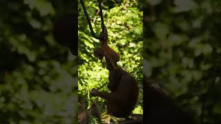 The beautifull orangutan in sepilok borneo [upl. by Apps]