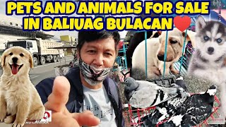 BEST OF BALIUAG PET MARKET IN THE PHILIPPINESPETS AND ANIMALS LIVE STOCK MARKET IN BULACANvlog657 [upl. by Netnerb]