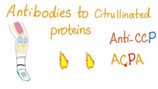 AntiCyclic Citrullinated Peptide antiCCP  Rheumatoid Arthritis RA Rheumatology Labs [upl. by Iruahs]