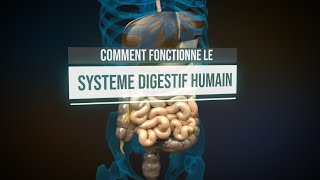 Comment fonctionne le système digestif humain  Animation [upl. by Nilrev298]