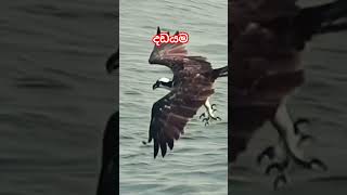 කොහොමද එයාගෙ දඩයම  nature eagle hanting youtubeshorts youtube [upl. by Ociram434]