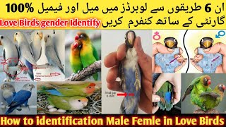 How to Identify Male Female In Love Birds l How To Difference Male And Female In Love Birds 2023 [upl. by Anerak73]