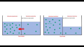 Trasporti passivi diffusione semplice facilitata e osmosi [upl. by Zobe]