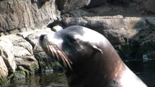 Barking Mad Sea Lion [upl. by Pepper]