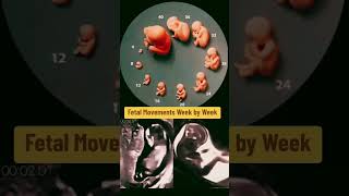 fetal movements week by week pregnancy pregnancyweekbyweek pregnancyscan [upl. by Demahom879]