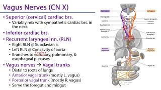 Thoracic Autonomic Plexuses [upl. by Anilatac779]