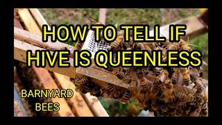 How To Tell If Hive Is Queenless [upl. by Sherrer782]