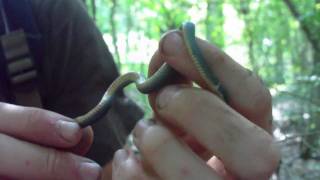 Northern Ringneck Snake [upl. by Edmea]