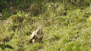 Buteo buteo  Ratonero común  Common buzzard [upl. by Aniles]