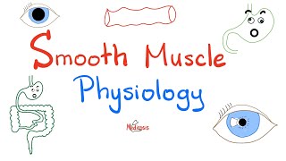 Smooth Muscles Physiology and Myosinlight Chain Kinase Phosphatase  Physiology Lectures [upl. by Otreblide155]