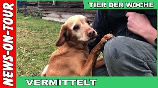 TIER DER WOCHE LANA 7 Mischlingshündin  Tierheim Olpe [upl. by Itnaihc]