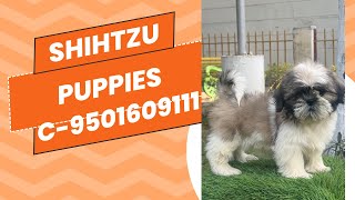 Toy dog breed shihtzu pupies ready for adoption C9501609111 [upl. by Yliah]