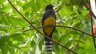 Blackheaded Trogon in Mexico [upl. by Hammad]