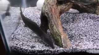 Freshwater Dolphin Fish Eating Live Black Worms  Mormyrus Kannume [upl. by Marj]