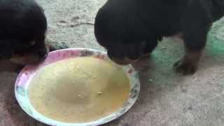 Rottweiler puppy weaning 3 weeks [upl. by Miguelita]